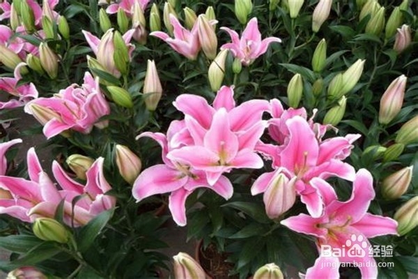 香水百合养殖方法