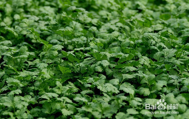 香菜的需肥要点和施肥要点都有什么?用什么肥?