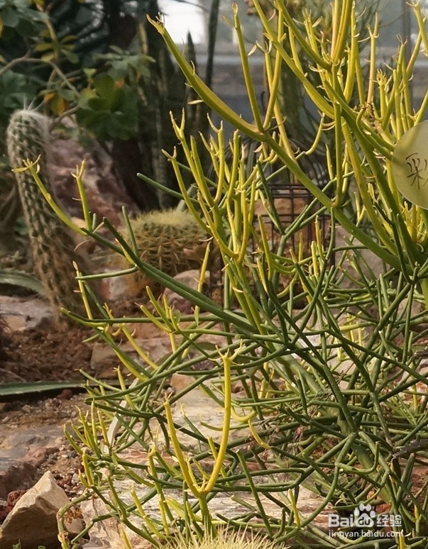 武汉植物园的小植物