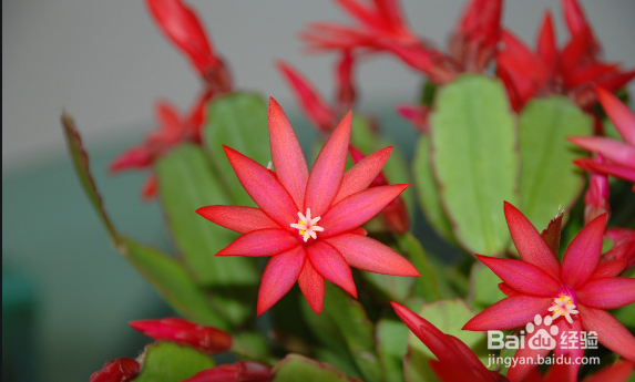 蟹爪兰的养殖方法和注意事项?