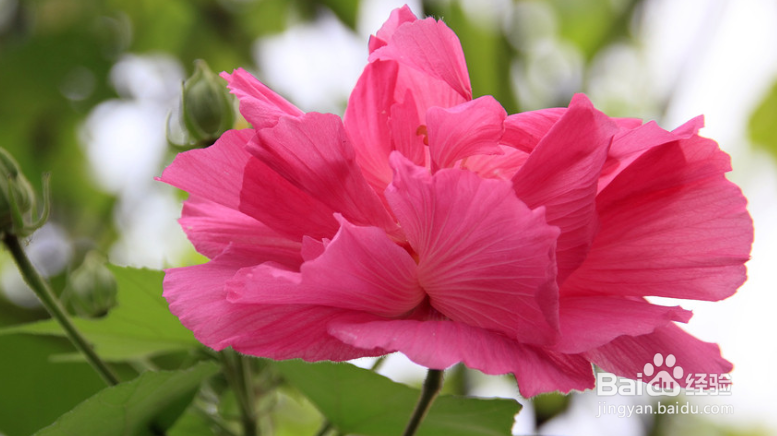 芙蓉花怎么养才能建康