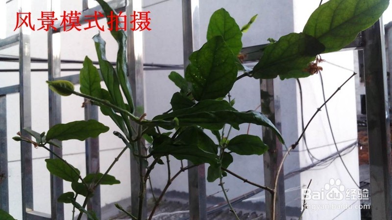 怎样用手机拍好逆光照片？