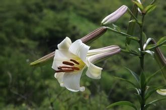 什么花香不能多闻