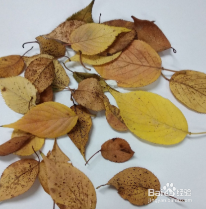 用秋天的叶子做手工
