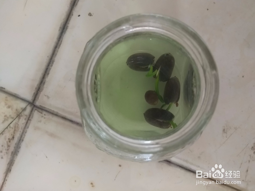 怎么养小盆碗莲