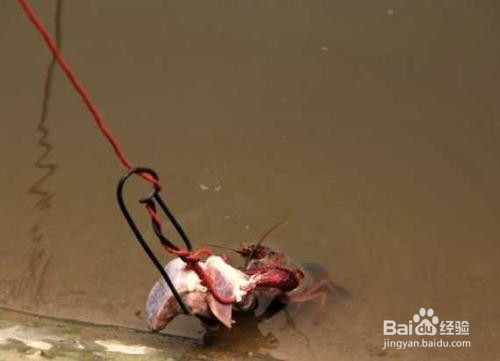 钓龙虾的小技巧