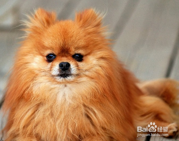 如何快速学会宠物美容技术