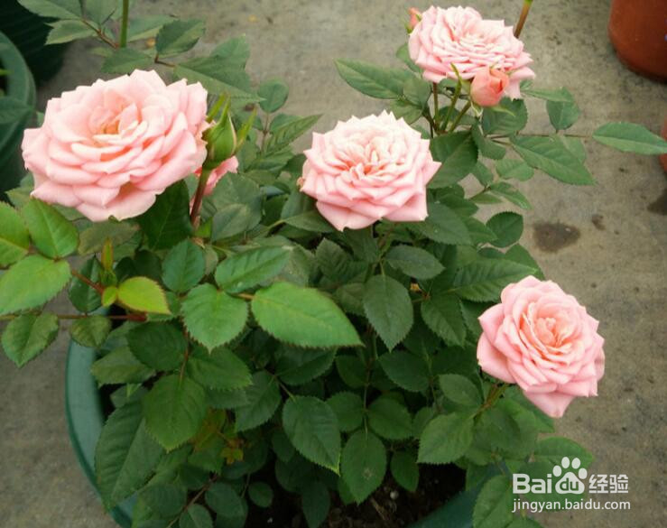 怎么养盆栽月季