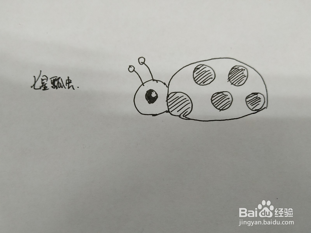 七星瓢虫简笔画怎么画,怎么画七星瓢虫