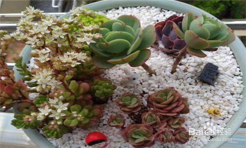 种植多肉植物有必要铺面吗,有什么要点