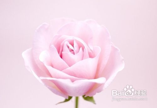 表白送什么花好