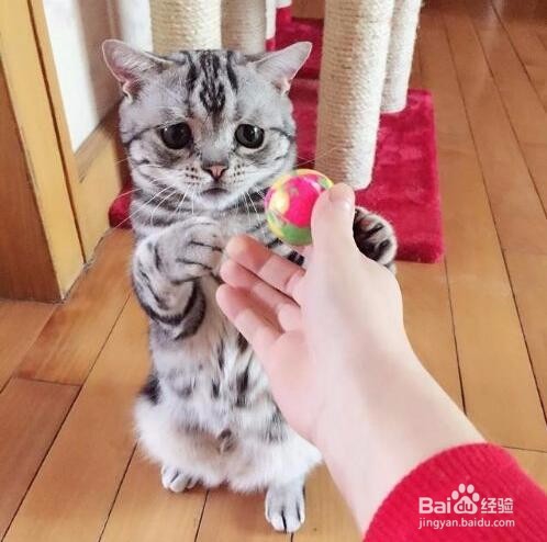 如何买到一只粘人的小猫