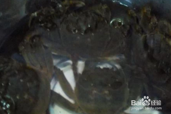 螃蟹钳子上的黑毛怎么处理