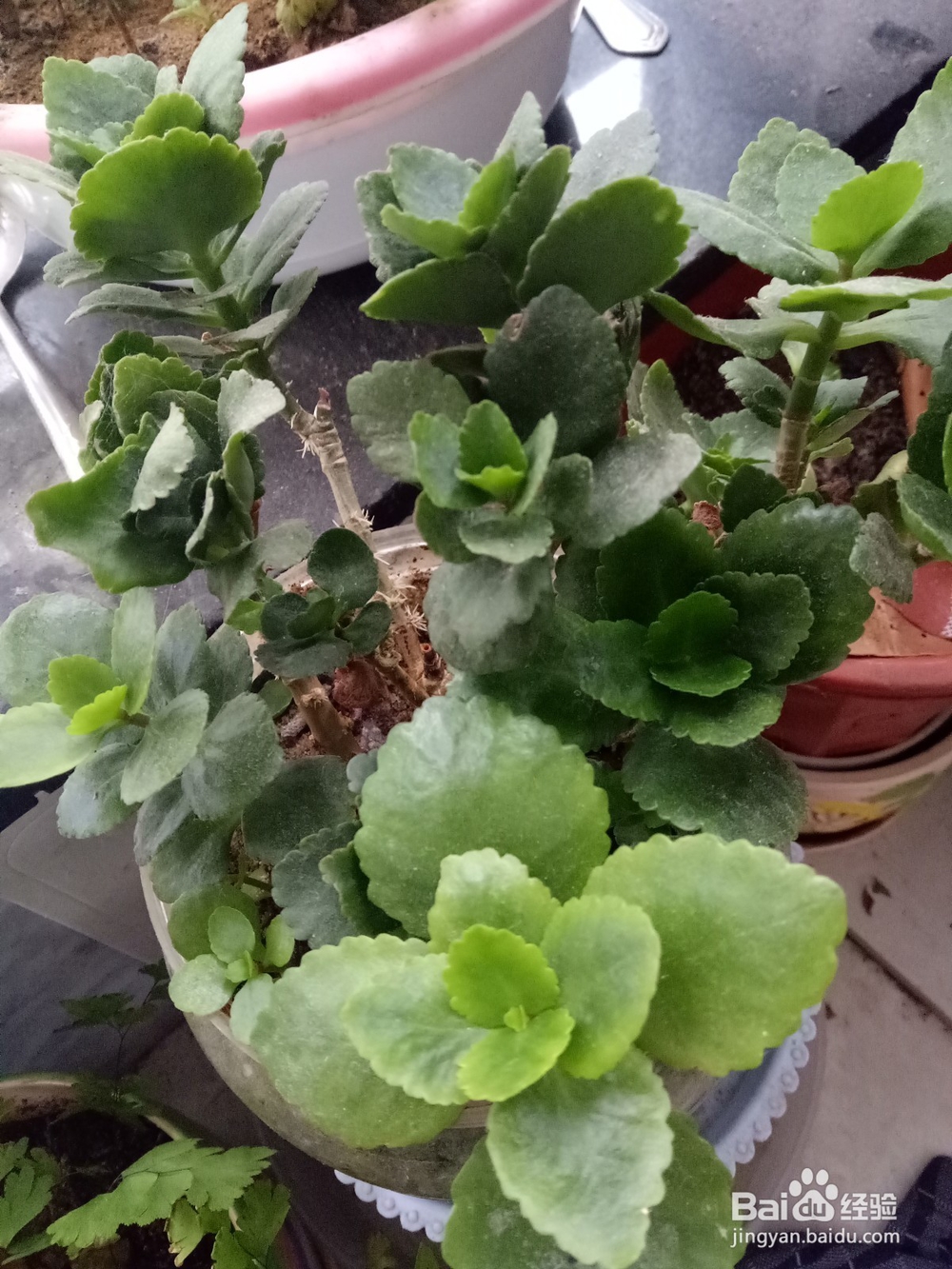 长寿花怎样修剪好看
