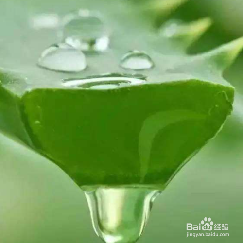 芦荟灌肤的手法及流程