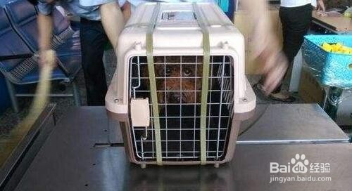 宠物猫如何托运