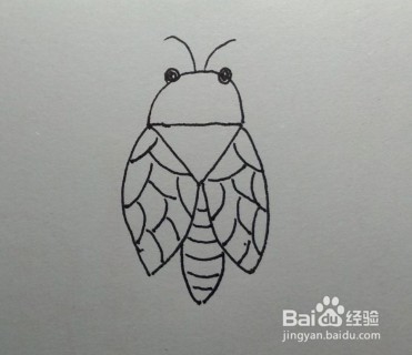 昆虫的简笔画：知了