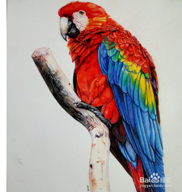 鹦鹉嗉囊有气泡怎么办