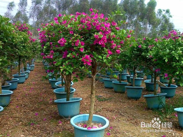 三角梅小品盆景的取材、管理养护与快速成形