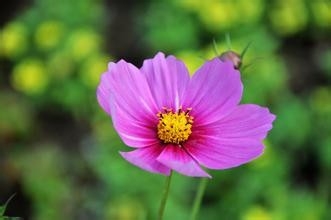 如何用手机拍出单反的效果