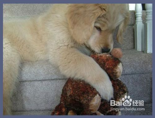 金毛犬得了脑膜炎治疗方法