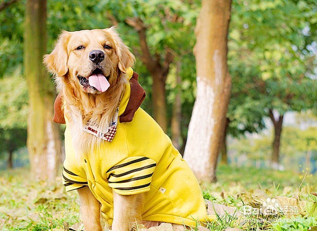 怎样饲养“金毛”宠物狗