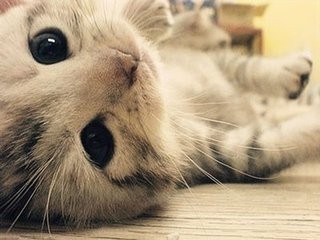 怎么养好一只猫
