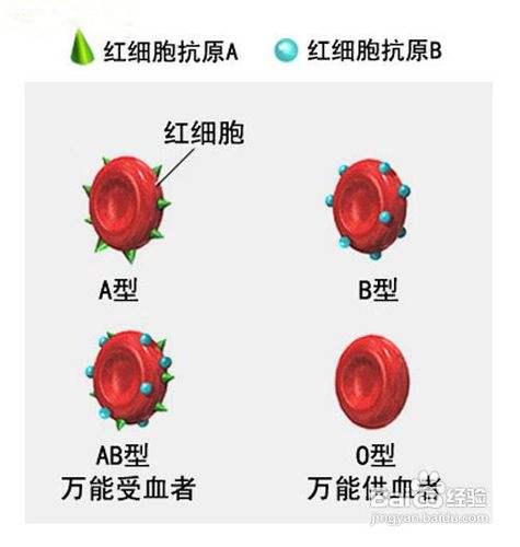 不同血型的人饮食结构不一样 百度经验