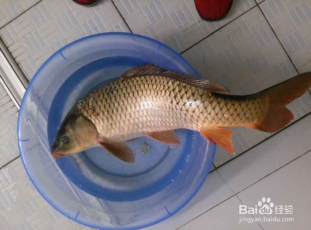 如何迅速学会钓鱼