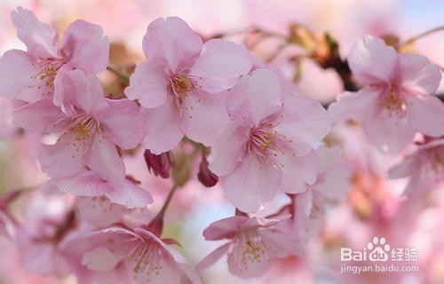 樱花盆景的养护方法和注意事项