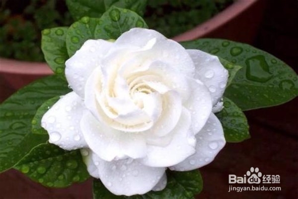 如何养植栀子花