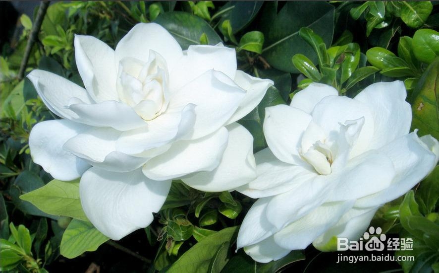 栀子花开——百度美文