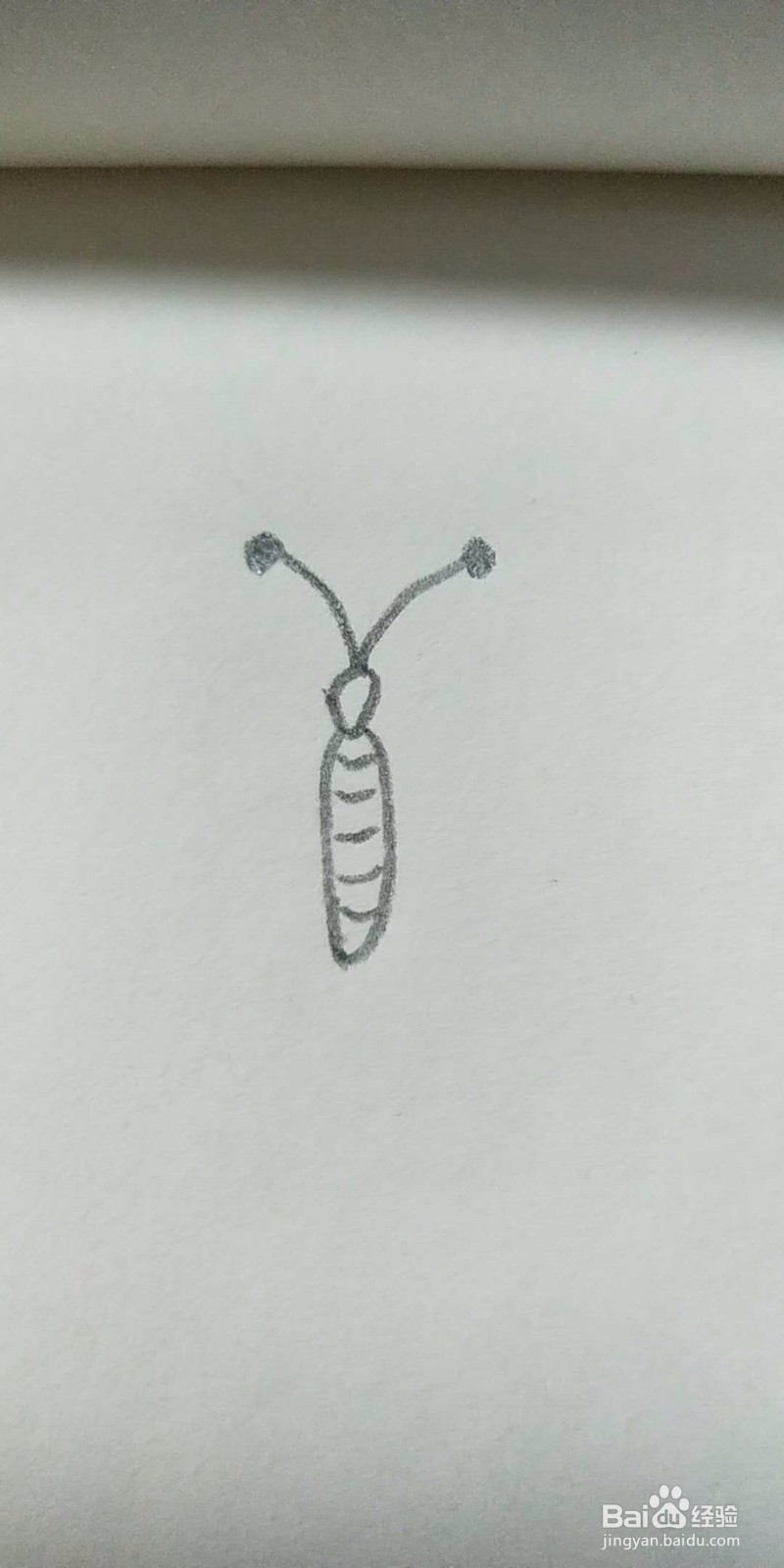 蝴蝶的简笔画教程