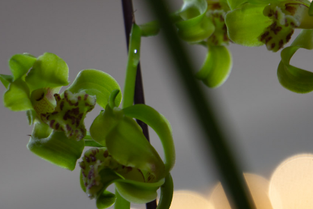 兰花春天怎么养殖方法和注意事项是什么