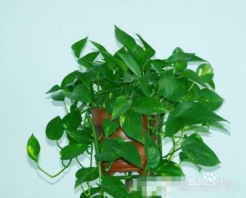 爱好养花,怎么样把花给养护好呢?太全了!赞!