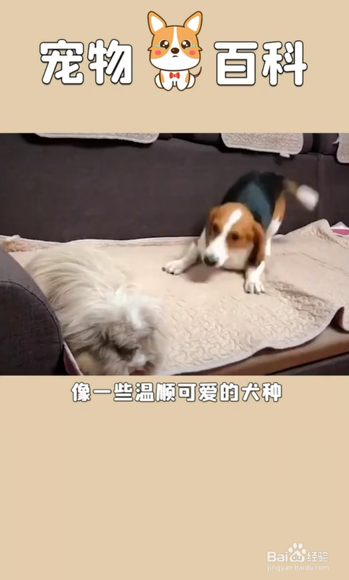 养狗有哪些好处呢