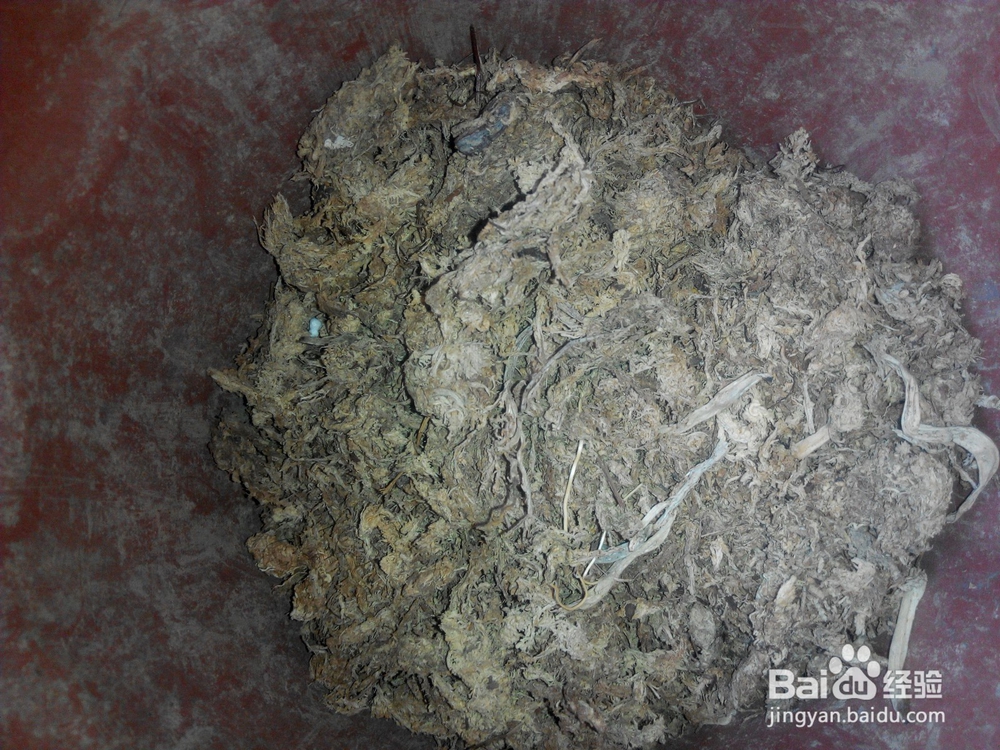 蝴蝶兰换土要提前准备