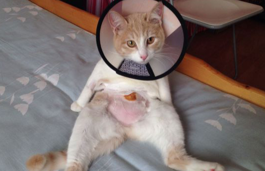 动物诊疗许可证可以给猫绝育吗