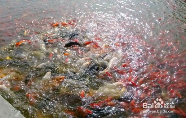 端午去白洋淀旅游感觉很考谱