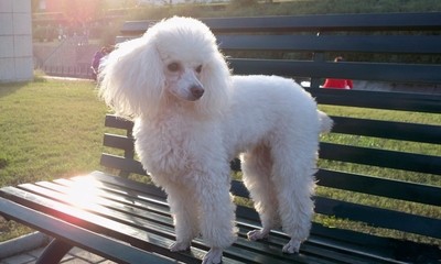 猫泪痕太重 一直擦不好，请注意以下情况！