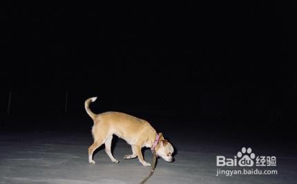 怎么推迟狗狗早上拉屎时间