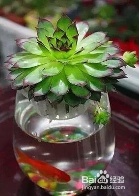 多肉怎么水培