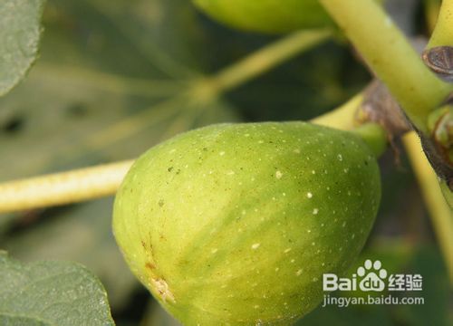 那些水果可以养护头发