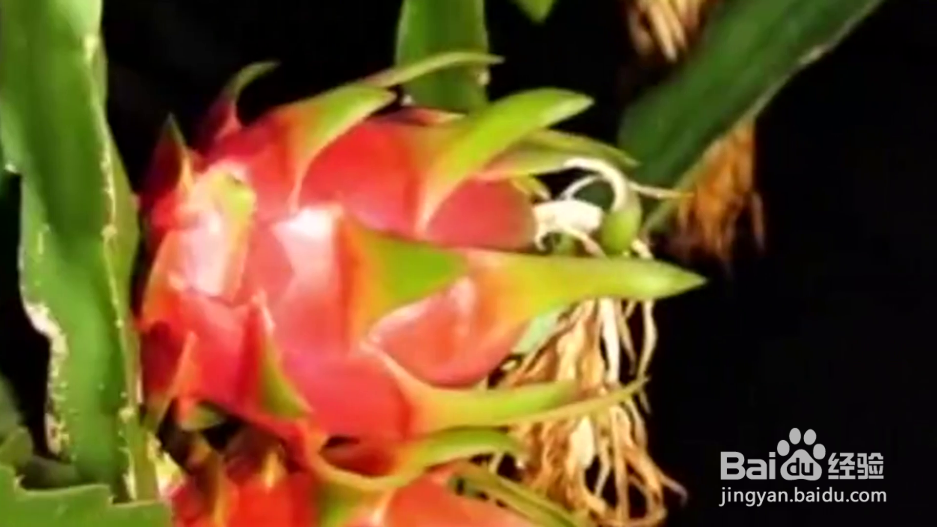 教你几招种植小妙招?
