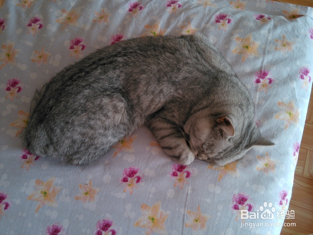猫猫嘛嘛养猫心得系列：[9]及时医治