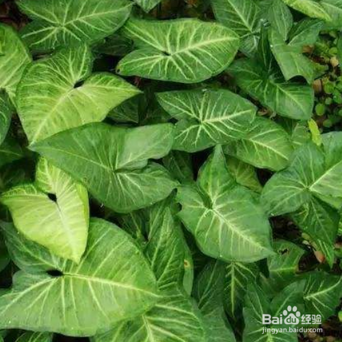 白蝴蝶叶子发黄应该怎么办？