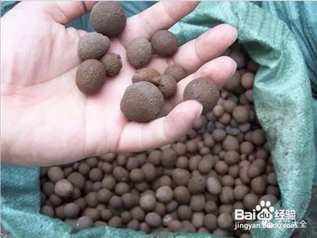 多肉梦露养护方法图例讲解