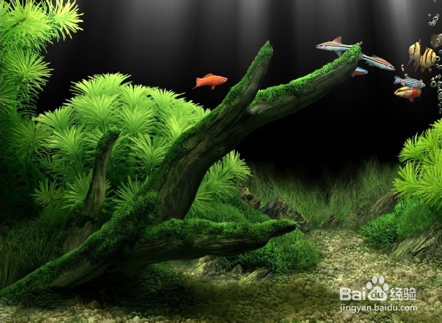 如何拥有一个金鱼水族馆屏保