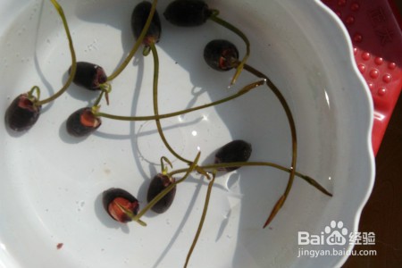 莲子种植时间及方法