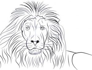 狮子头简笔画 正面图片